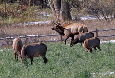 Elk 2018-10-15
