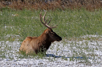 Elk 2018-10-15
