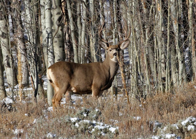 Mule Deer 2018-10-16