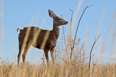 Mule Deer 2018-10-29