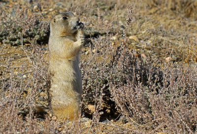 White-tailed Prairie-Dog 2018-10-29