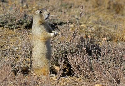 White-tailed Prairie-Dog 2018-10-29