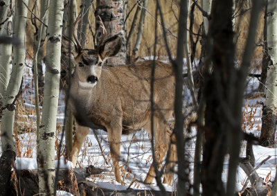 Mule Deer 2018-11-06