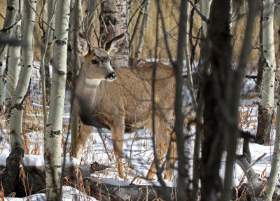 Mule Deer 2018-11-06
