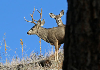 Mule Deer 2018-11-25