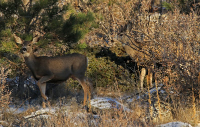 Mule Deer 2018-11-25