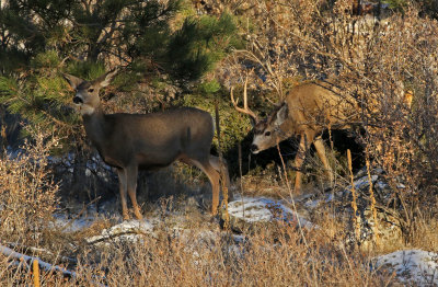 Mule Deer 2018-11-25