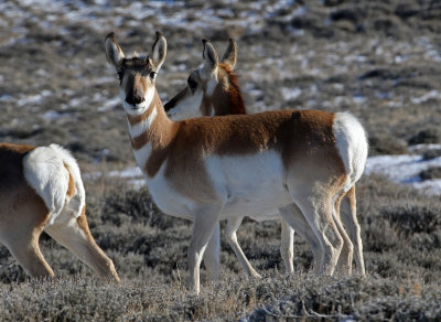 Pronghorn 2018-11-14