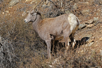 Rocky Mountain Bighorn Sheep 2018-11-14