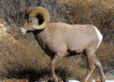 Rocky Mountain Bighorn Sheep 2018-11-14