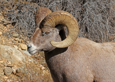 Rocky Mountain Bighorn Sheep 2018-11-14