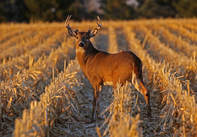 White-tailed Deer 2018-11-09