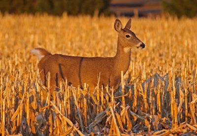 White-tailed Deer 2018-11-09