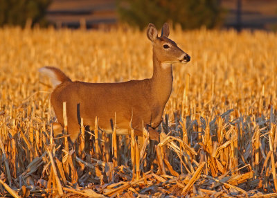 White-tailed Deer 2018-11-09