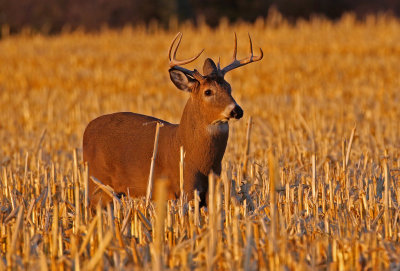 White-tailed Deer 2018-11-09