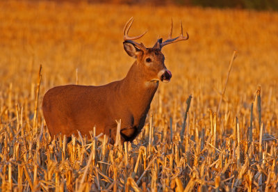 White-tailed Deer 2018-11-09