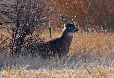 White-tailed Deer 2018-11-14