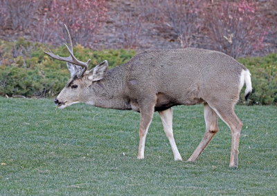 Mule Deer 2018-11-27
