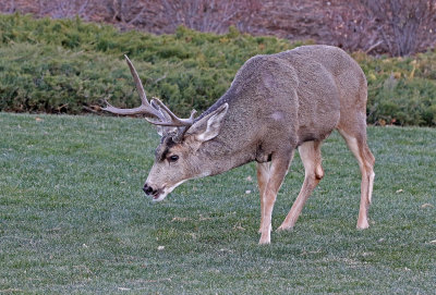 Mule Deer 2018-11-27