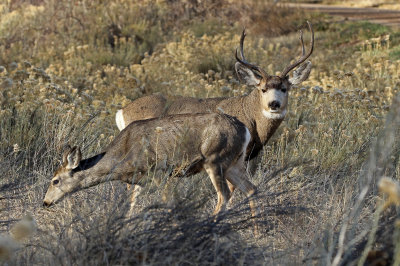 Mule Deer 2018-11-27
