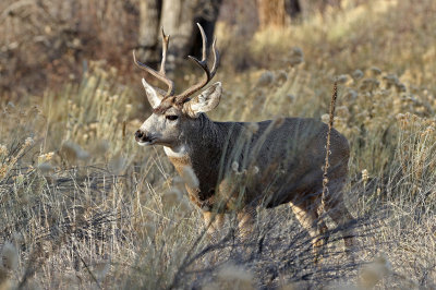 Mule Deer 2018-11-27