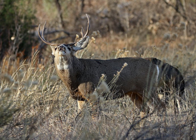 Mule Deer 2018-11-27