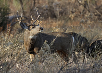 Mule Deer 2018-11-27