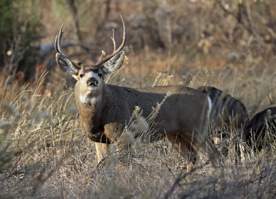 Mule Deer 2018-11-27