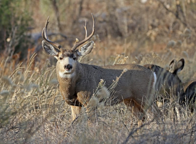 Mule Deer 2018-11-27