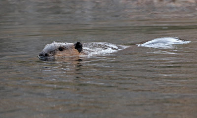 North American Beaver 2018-11-27