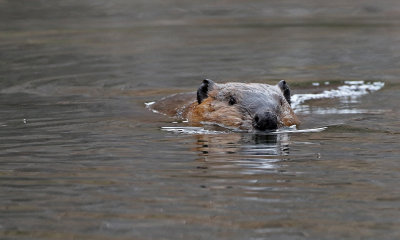 North American Beaver 2018-11-27