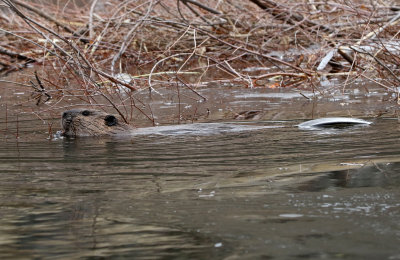 North American Beaver 2018-11-27