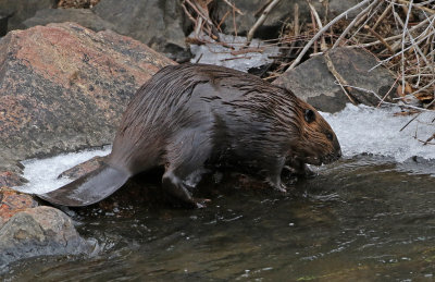 North American Beaver 2018-11-27