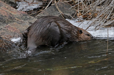 North American Beaver 2018-11-27