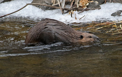 North American Beaver 2018-11-27
