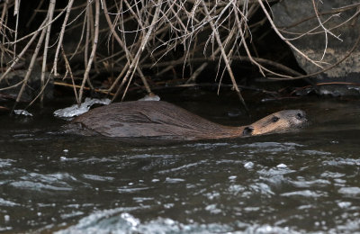 North American Beaver 2018-11-27