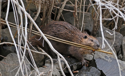 North American Beaver 2018-11-27