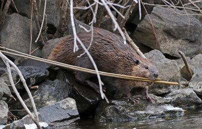 North American Beaver 2018-11-27