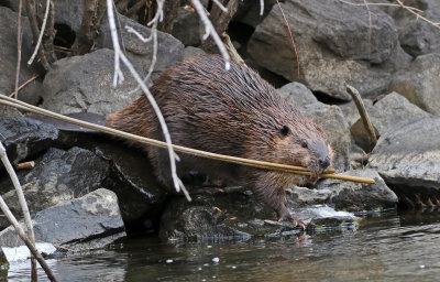 North American Beaver 2018-11-27