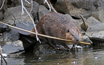 North American Beaver 2018-11-27