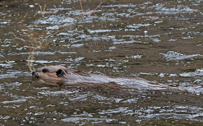 North American Beaver 2018-11-27