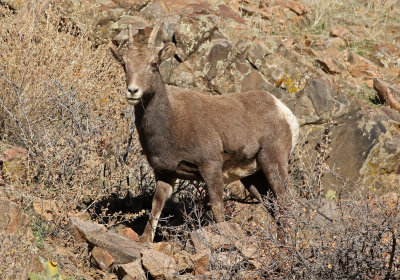 Rocky Mountain Bighorn Sheep 2018-11-27
