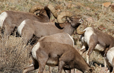 Rocky Mountain Bighorn Sheep 2018-11-27
