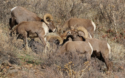 Rocky Mountain Bighorn Sheep 2018-11-27