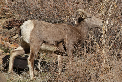 Rocky Mountain Bighorn Sheep 2018-11-27