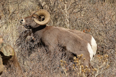 Rocky Mountain Bighorn Sheep 2018-11-27