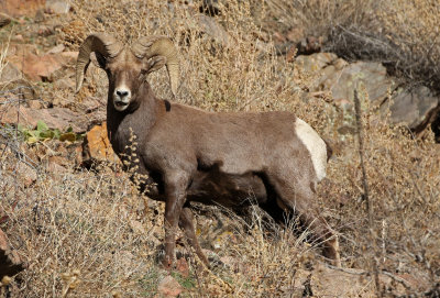Rocky Mountain Bighorn Sheep 2018-11-27