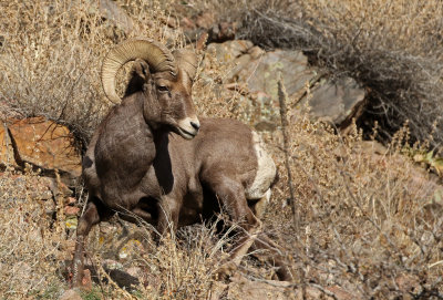 Rocky Mountain Bighorn Sheep 2018-11-27