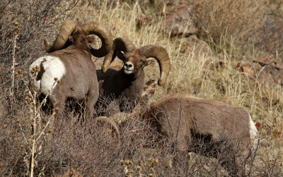 Rocky Mountain Bighorn Sheep 2018-11-27