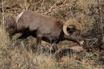 Rocky Mountain Bighorn Sheep 2018-11-27